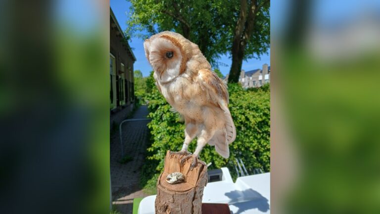 Loop binnen in Houtens natuurmuseum — museum-expo in Houten